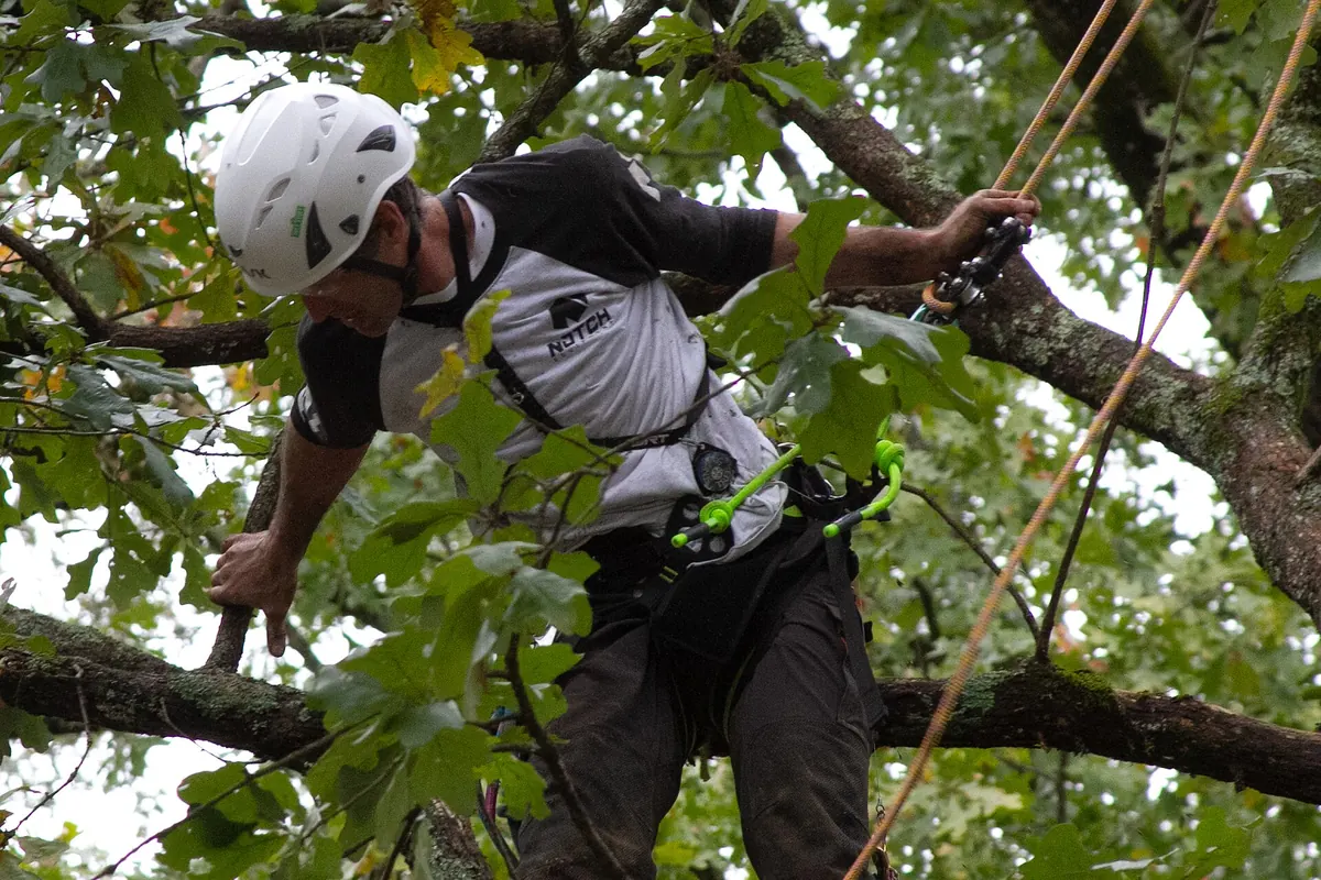 Climber high in a leafy canopy inspecting limbs