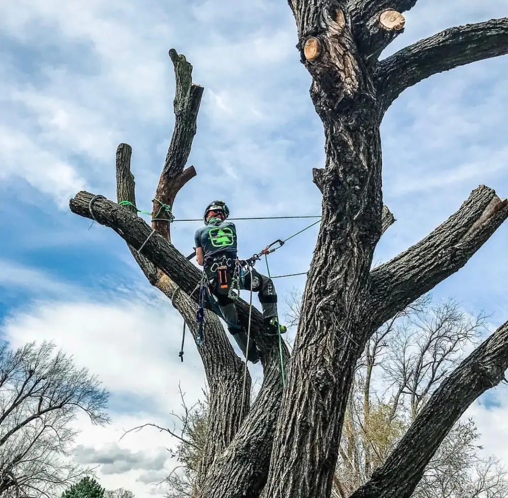 Arborist in climbing gear working high in a tree, ropes rigged for a controlled removal